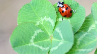 てんとう虫は幸運